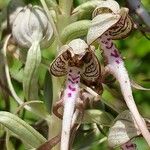 Himantoglossum hircinum Flor