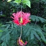 Hibiscus schizopetalus Flor