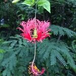 Hibiscus schizopetalus Cvet