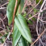 Lonicera acuminata पत्ता