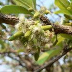 Ximenia americana Flower