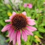 Echinacea angustifoliaFlors