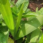 Curculigo capitulata Leaf