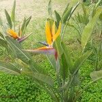 Strelitzia reginaeFlower