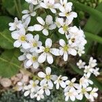 Saxifraga callosa Λουλούδι