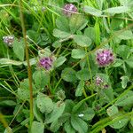 Trifolium barbigerum Vivejo