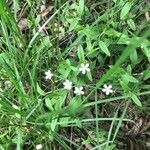 Moehringia lateriflora Flower