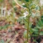 Euphrasia pectinata ফুল