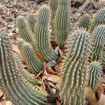 Hoodia gordonii Blatt