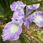 Iris douglasiana Flower