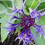 Centaurea montana Λουλούδι