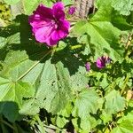 Malva arboreaFlower