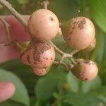 Cordia dichotoma ᱡᱚ