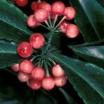 Ardisia crenata Gyümölcs