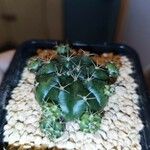 Gymnocalycium baldianum ഇല