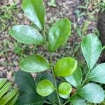 Murraya paniculata Лист