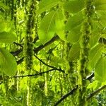 Pterocarya fraxinifoliaЦветок