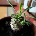 Euphorbia nivulia Hoja