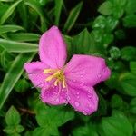 Dissotis rotundifolia 花