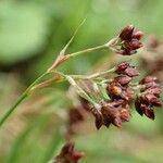 Luzula alpinopilosa Fruto