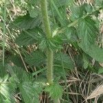 Agrimonia eupatoria বাকল