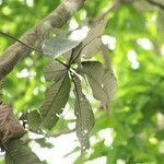 Myrianthus arboreus Hoja