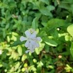 Saponaria officinalisFloro