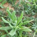 Aizoanthemopsis hispanicaLeaf