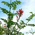 Tecomaria capensis Blüte