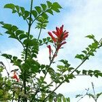 Tecoma capensis Blüte