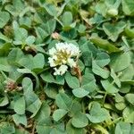 Trifolium occidentale Blomma