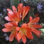 Clivia miniata Flor