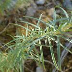 Epilobium dodonaei Φύλλο