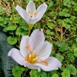 Crocus pulchellus 花