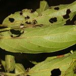 Nectandra membranacea Blatt