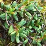 Kalmia procumbens Leaf