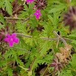 Verbena canadensis Pokrój