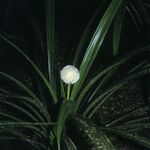 Thurnia sphaerocephala 花