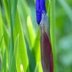 Iris sibirica Kwiat