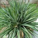 Yucca flaccidaLeaf