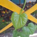 Tinospora cordifolia Leaf