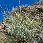 Rumex induratus অভ্যাস