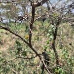 Vachellia drepanolobium Escorça