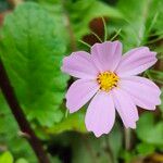 Cosmos bipinnatusBlomma