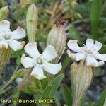 Silene vallesia Flors