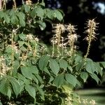 Aesculus parviflora Blomst