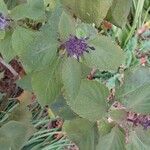 Plectranthus ecklonii Blad