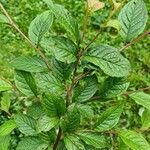 Cotoneaster adpressus Liść