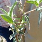 Aspilia mossambicensis Hoja