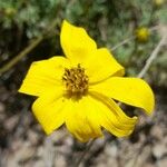 Bidens andicola फूल